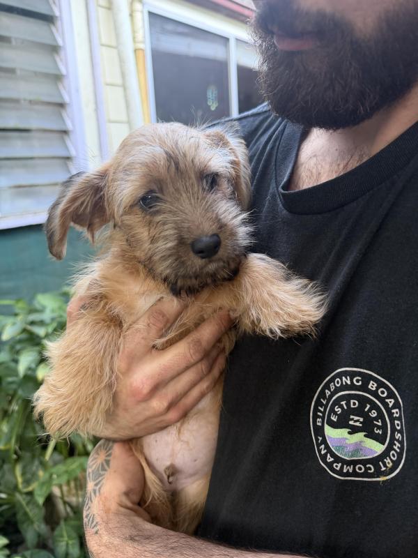 Jack Russel x toy poodle