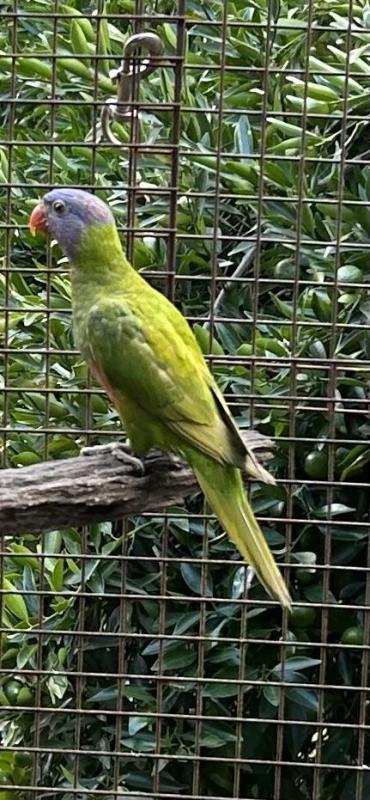 Dilute bluefront
