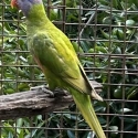 Dilute bluefront
