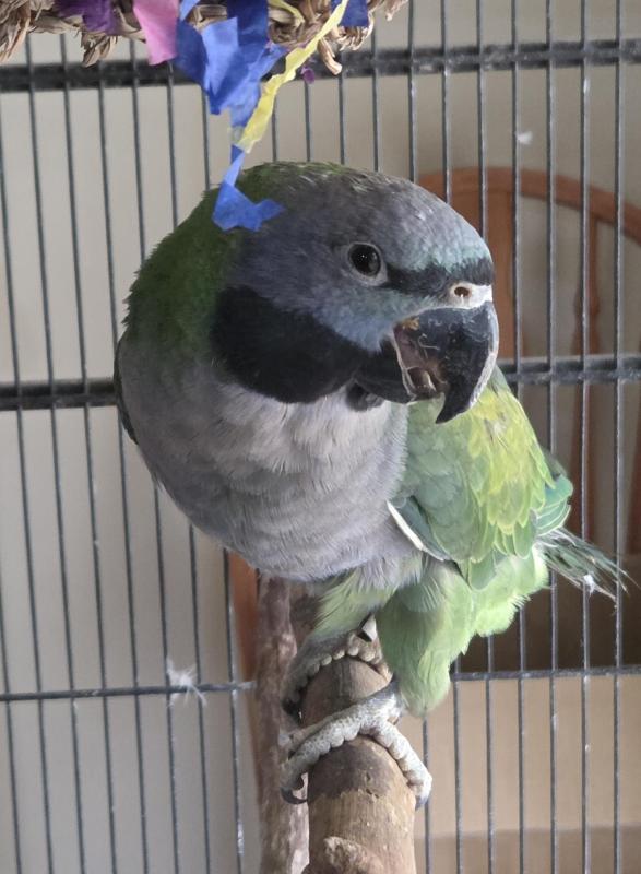 Derbyan parrot