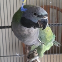 Derbyan parrot