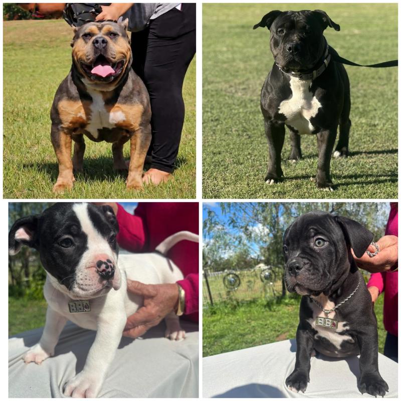 XL Bullies Puppies Imported Lines bully Pedigree Pups  READY NOW
