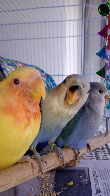 Cute handraised peachfaces