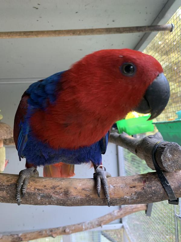 Eclectus Hen Aviary