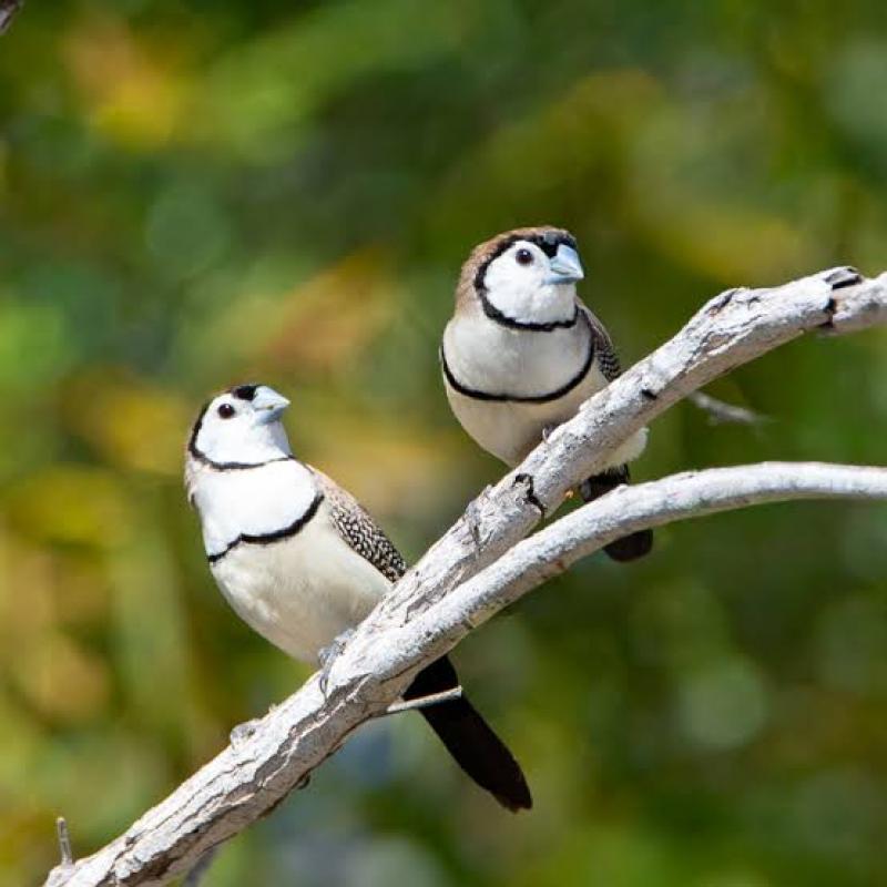 Double bars finches