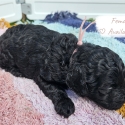 Mini Spoodles