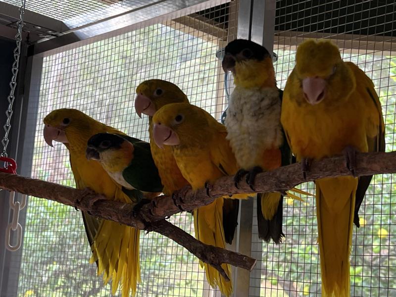 Golden Conures hand raised for sale