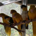 Golden Conures hand raised for sale