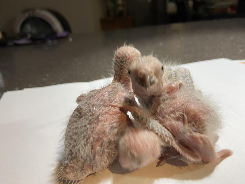 Crimson Bellied Conure Baby-FREE