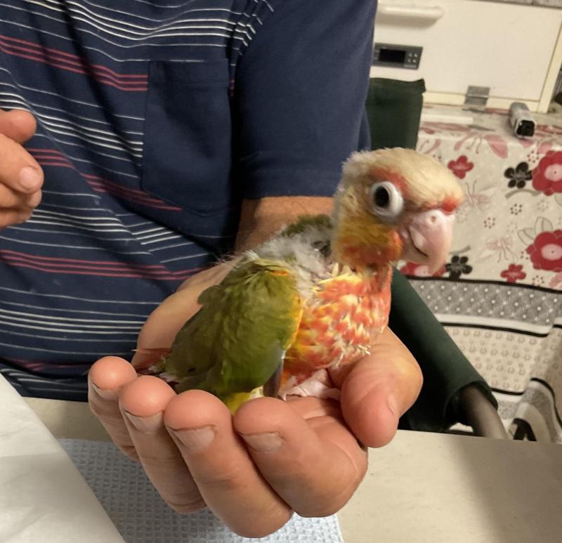 1 MALE Hand raised high red front pineapple conure