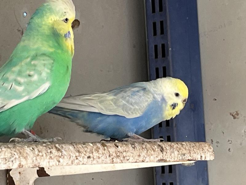 Rainbow budgie pair
