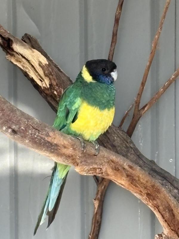 WTB-Port Lincoln Males