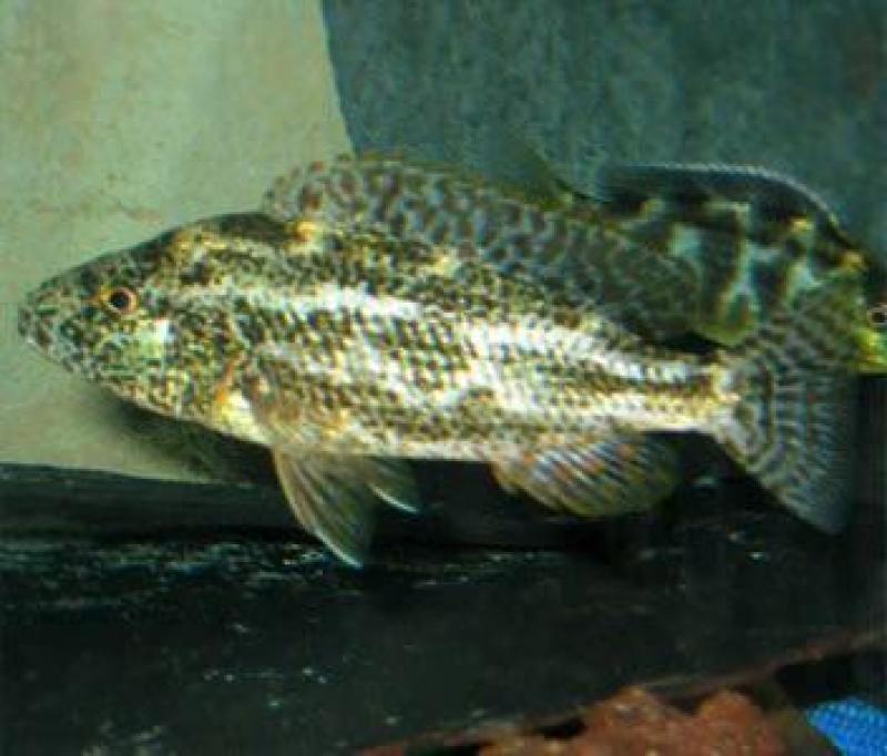 Polystigma pair