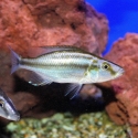 Dimidiochromis Compressiceps group
