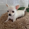 Chihuahua puppy