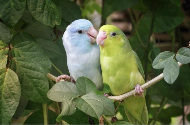 Wanted to buy Parrotlet Hens