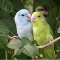Wanted to buy Parrotlet Hens