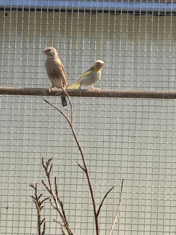 Cuban finches split pide