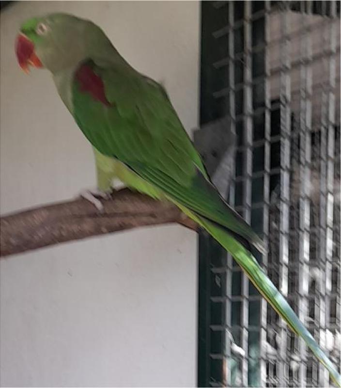 LOOKING FOR A MATURE ALEX HEN