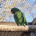 Eclectus parrot