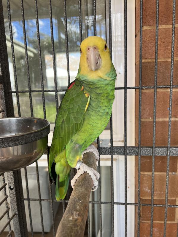 Double Yellow Headed Amazon