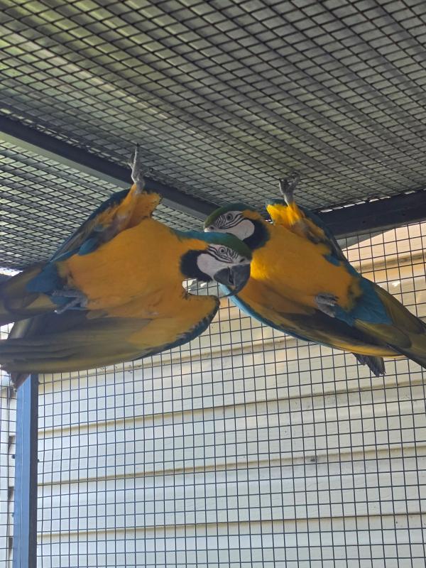 Blue & Gold Macaw Pair.