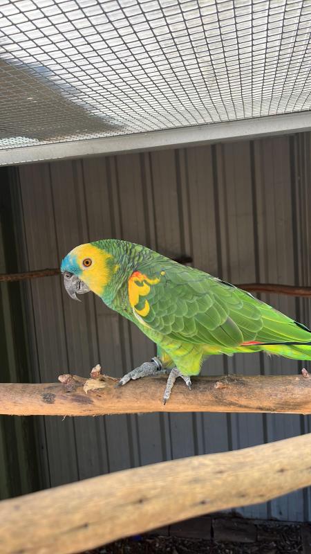 LOOKING FOR A BLUE FRONT AMAZON FEMALE (6 to 8 yeas old)