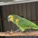 LOOKING FOR A BLUE FRONT AMAZON FEMALE (6 to 8 yeas old)