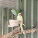5 Indian ringnecks