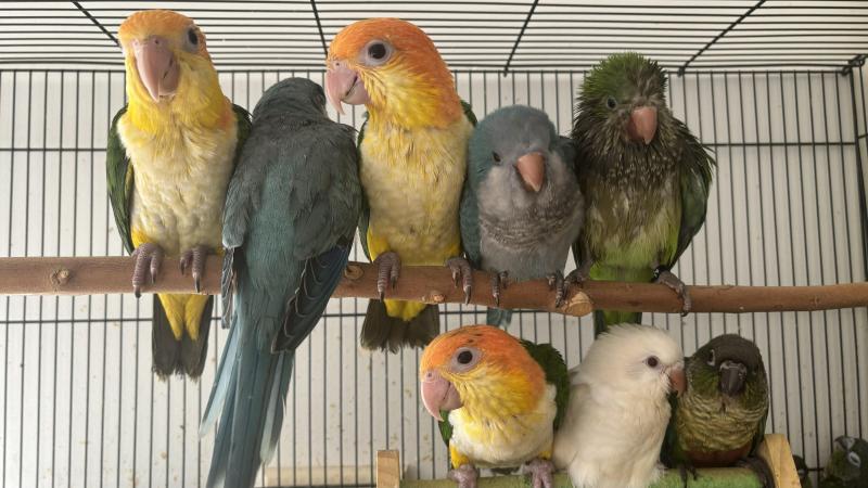 WTB babies for handrear in Sydney region