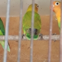 Fischer love birds