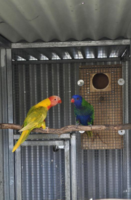 Rainbow Lorikeet mutations