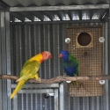 Rainbow Lorikeet mutations