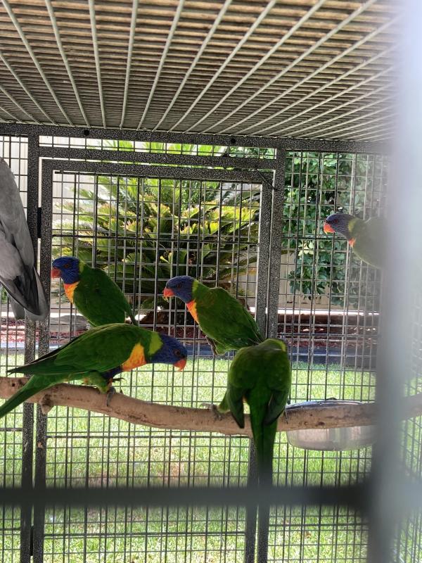 Rainbow lorikeet