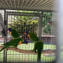 Rainbow lorikeet