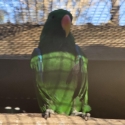 Eclectus parrot