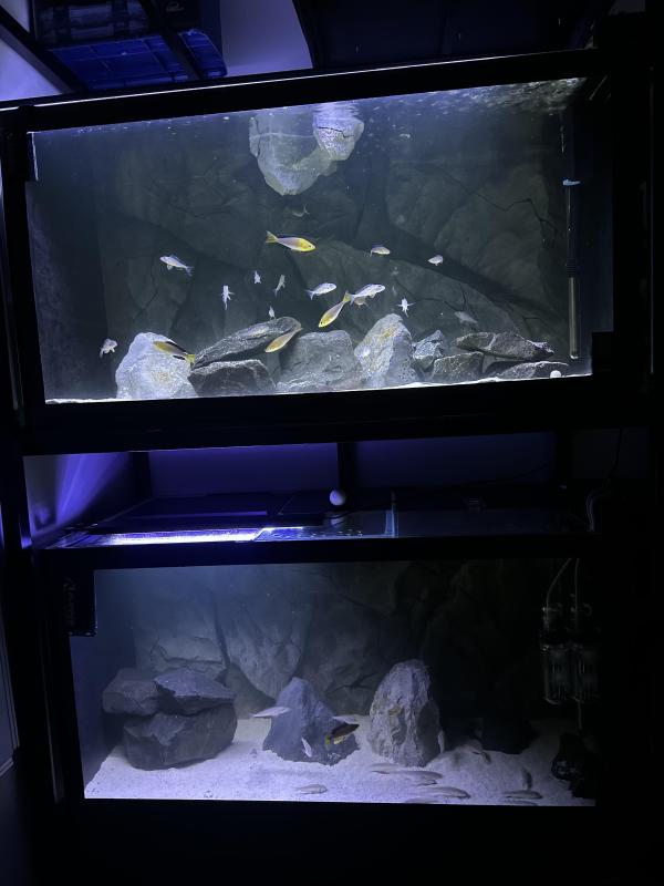 2x 4x2x2 low iron Fishtanks with aqua decor backgrounds