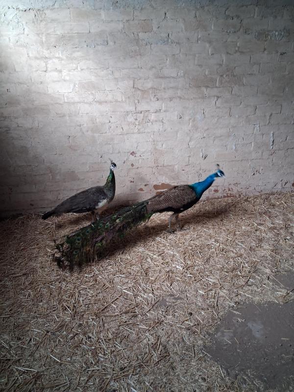Peacock pairs 500