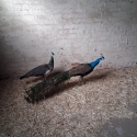 Peacock pairs 500