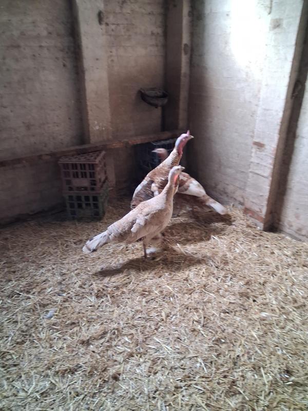 Turkeys bourbon red pairs