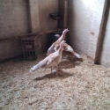 Turkeys bourbon red pairs