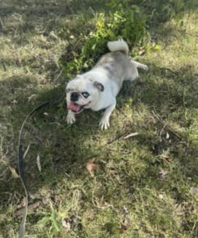 Pedigree papered stud pug Merle panda koi