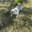Pedigree papered stud pug Merle panda koi