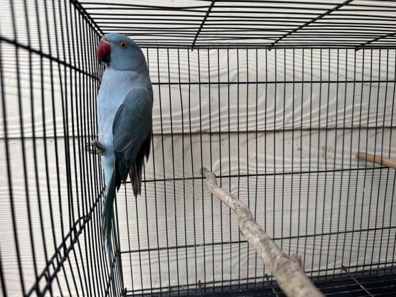 Indian ringnecks
