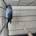 Indian ringnecks