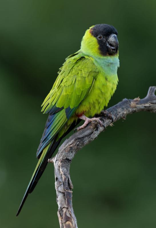 WTB: Handraised Young Nanday Conure
