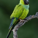 WTB: Handraised Young Nanday Conure