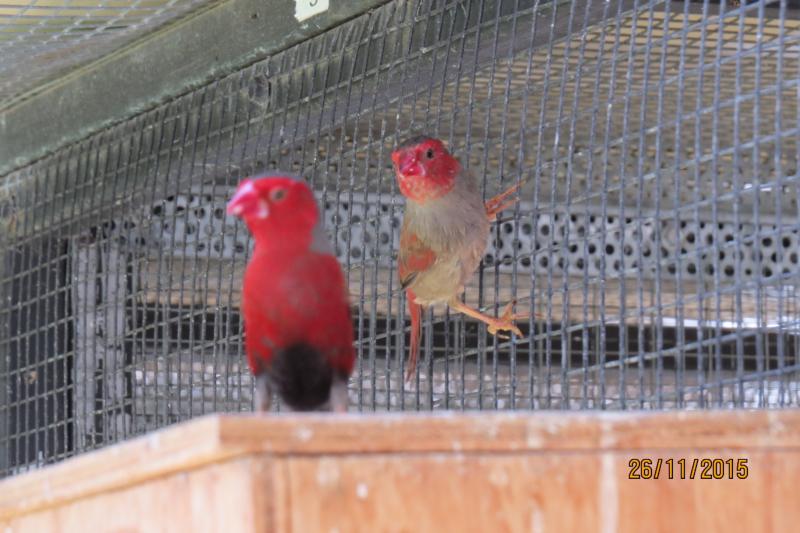 WTB CRIMSON FINCHES