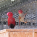 WTB CRIMSON FINCHES