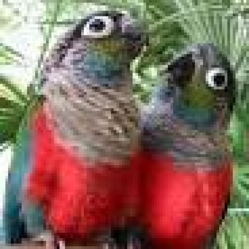 Crimson  Belly  Conure  Pair   WANTED